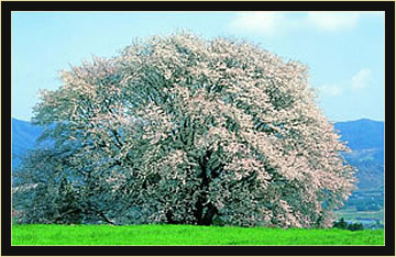一心行の大桜