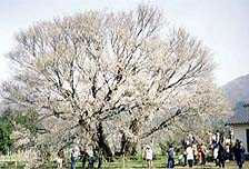 1999年4月／関西出身のダンナが初めて南阿蘇を旅行。